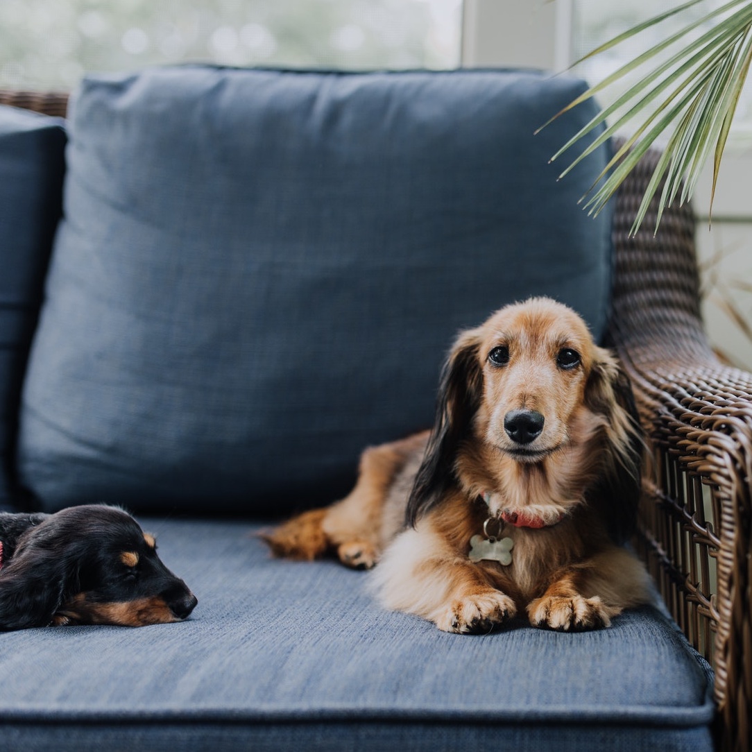 couch with two dogs laying on it