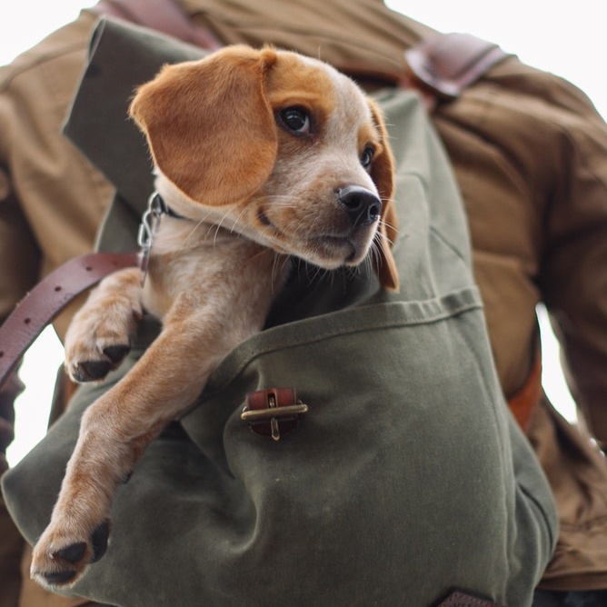 beagle puppy in a backpack, looking out
